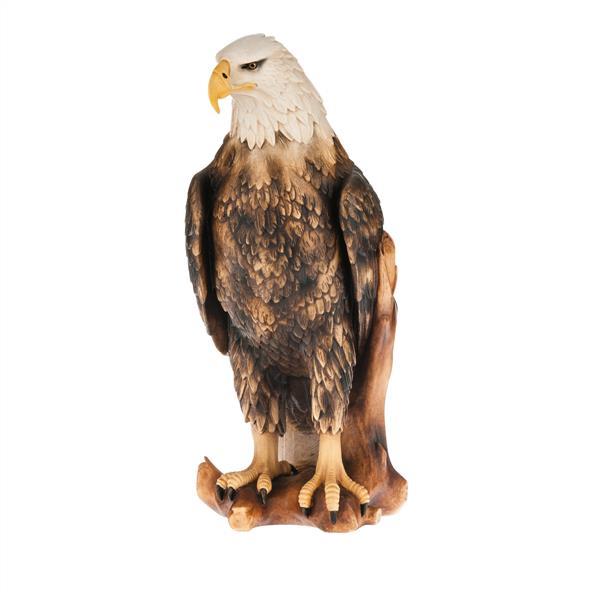 white head eagle - color